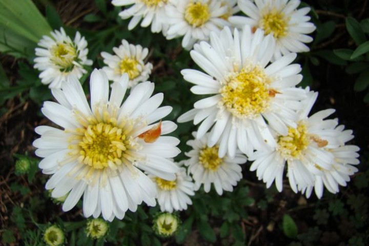 Aster alpinus Albus Białe kwiaty